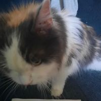 Mass-RI Veterinary ER ico