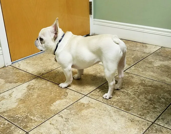 Mass-RI Veterinary ER 7