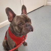 Central Avenue Veterinary Clinic ico