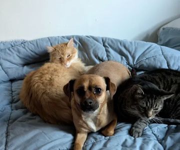Spring Port Vet Services