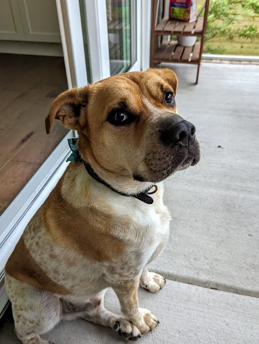 Myrtle Grove Animal Hospital 1