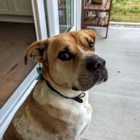 Myrtle Grove Animal Hospital ico