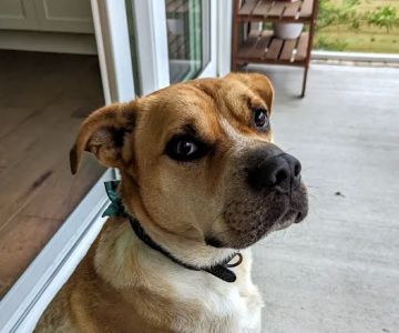 Myrtle Grove Animal Hospital