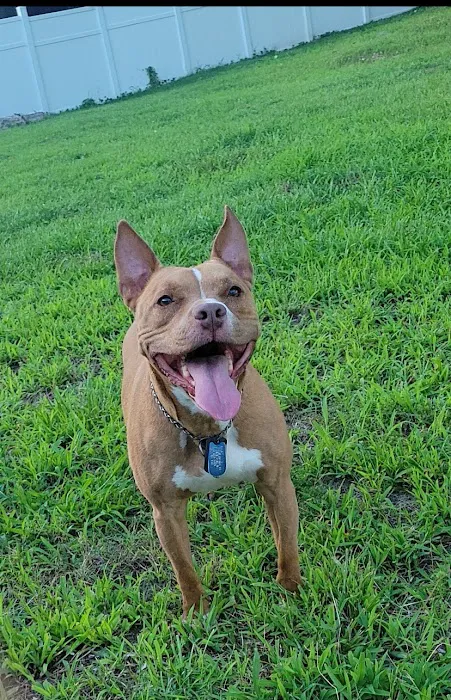 Myrtle Grove Animal Hospital 4