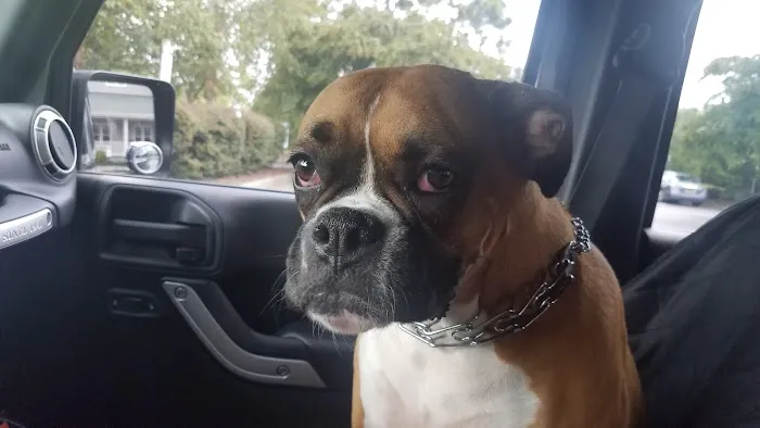 Myrtle Grove Animal Hospital 7