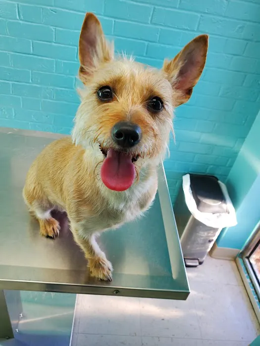 Animal Hospital of New Bern 5