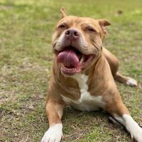Animal Hospital of New Bern ico