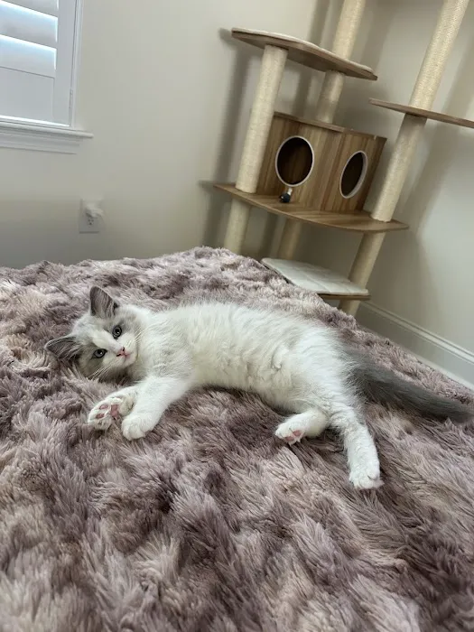 Wilsoncreek Ragdolls 4