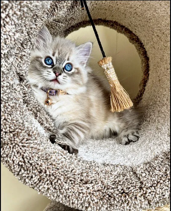Wilsoncreek Ragdolls 2