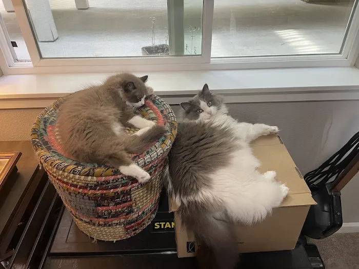 Wilsoncreek Ragdolls 7