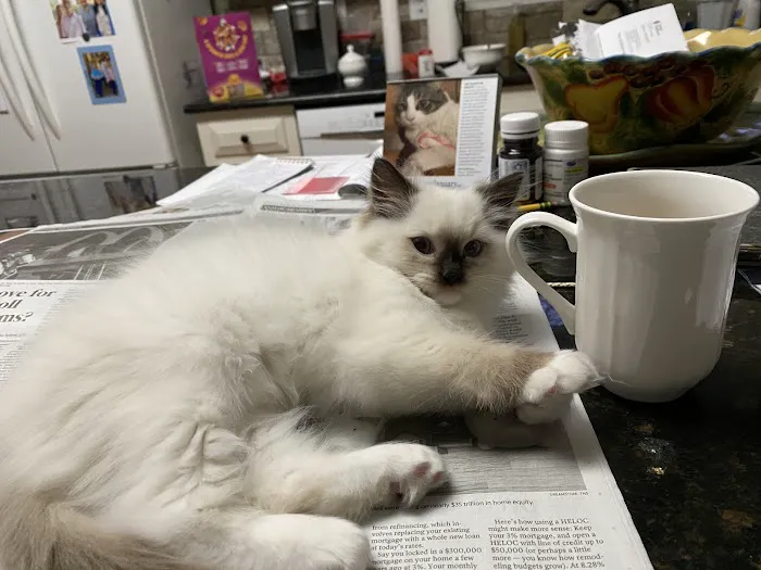 Wilsoncreek Ragdolls 5