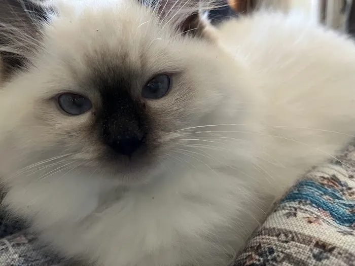 Wilsoncreek Ragdolls 6