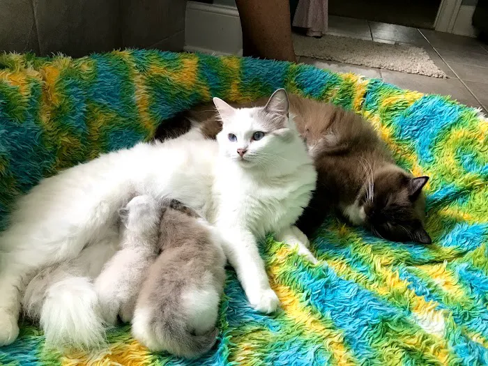 Wilsoncreek Ragdolls 10