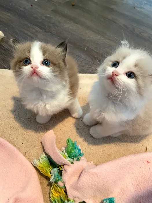 Wilsoncreek Ragdolls 1