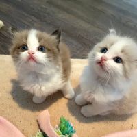 Wilsoncreek Ragdolls ico