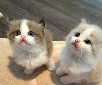 Wilsoncreek Ragdolls