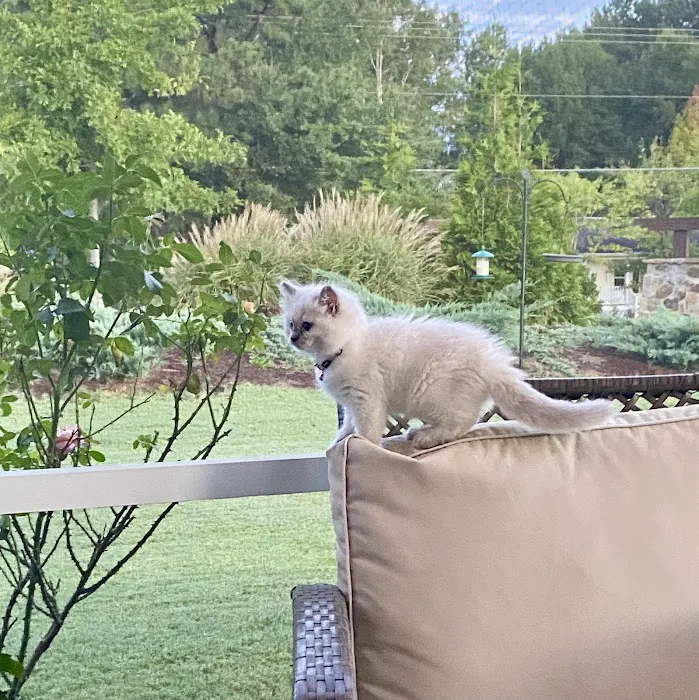 Wilsoncreek Ragdolls 8