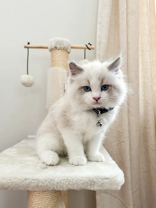 Wilsoncreek Ragdolls 3