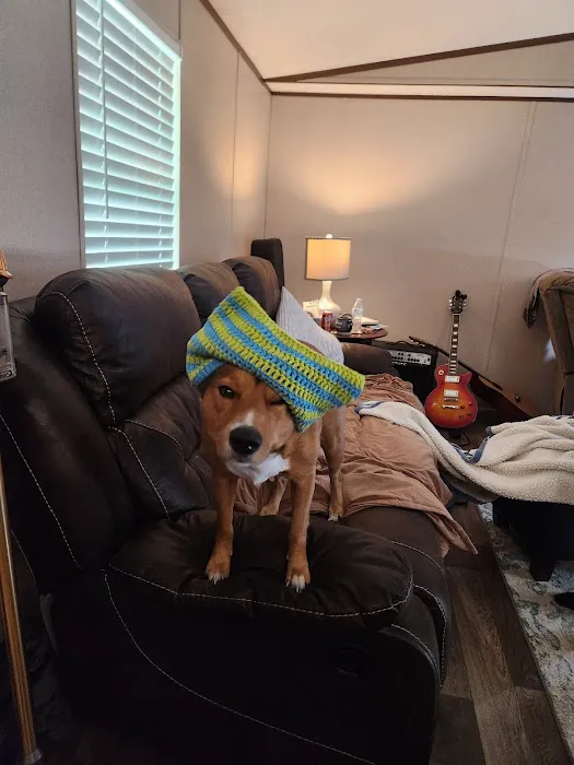 The Pet Hospital Of New Bern 2