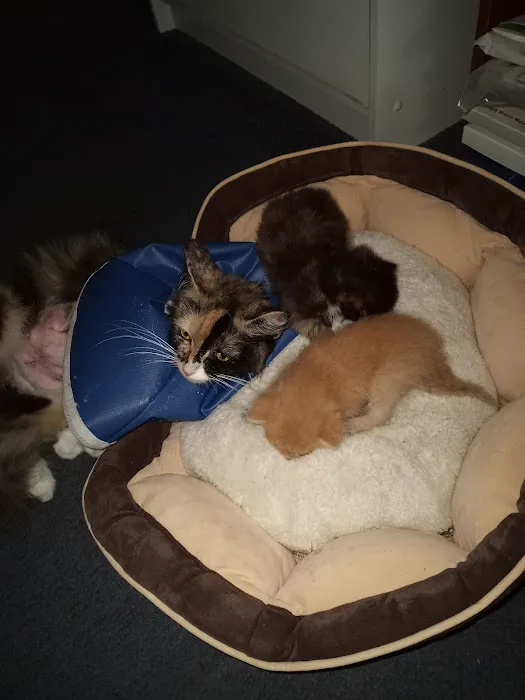 The Pet Hospital Of New Bern 1