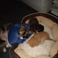 The Pet Hospital Of New Bern ico