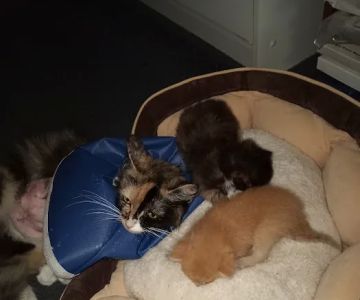 The Pet Hospital Of New Bern