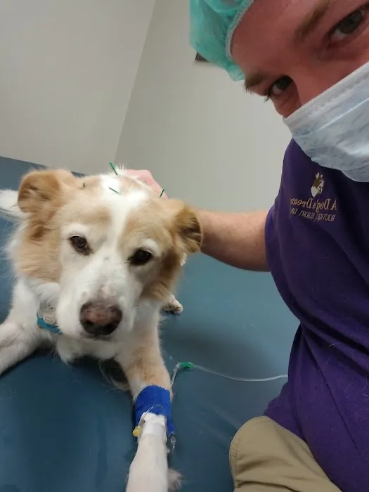 Synergy Integrative Specialty Veterinary Clinic 3