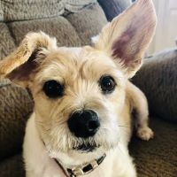 Animal Care Center Veterinary Hospital ico