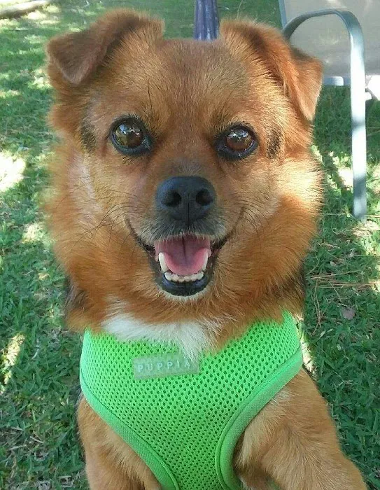 Animal Care Center Veterinary Hospital 6