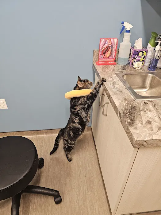 Companions First Vet Clinic 7