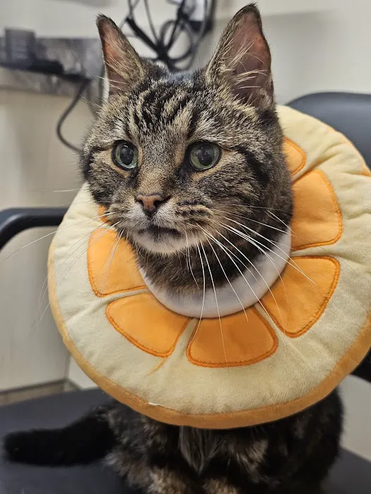Companions First Vet Clinic 8