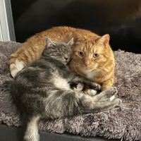 Companions First Vet Clinic ico