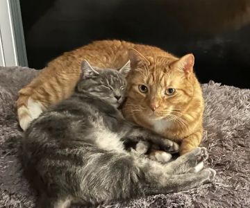 Companions First Vet Clinic