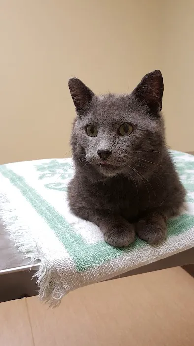 Companions First Vet Clinic 10