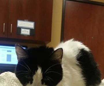 Affordable Care Vet Clinic