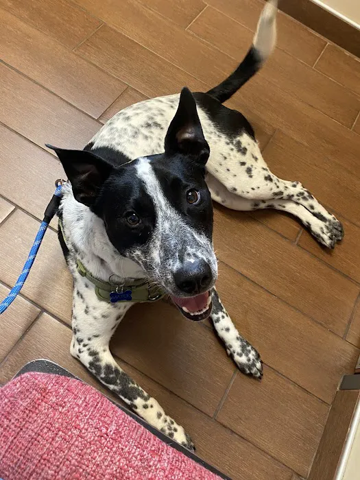 Affordable Care Vet Clinic 4
