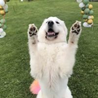 Banfield Pet Hospital ico