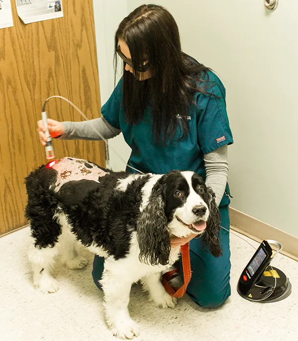 Monongahela Animal Hospital 10