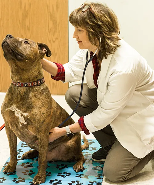 Monongahela Animal Hospital 3