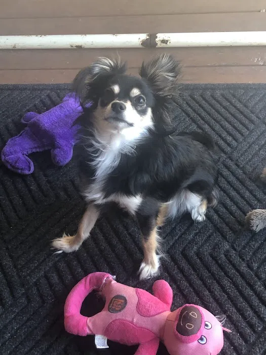 Pleasant Hills Pet Hospital 4