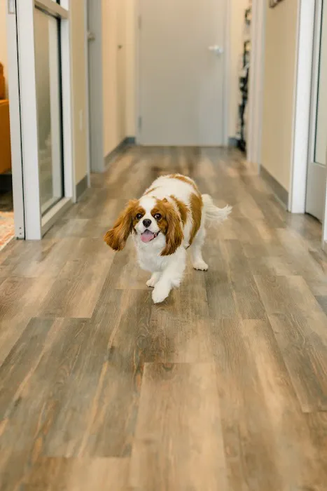 PetVet365 Pet Hospital Pittsburgh / South Hills 6