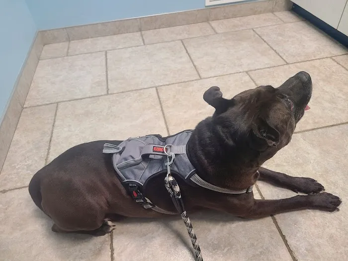 Always Compassionate Veterinary Care 7