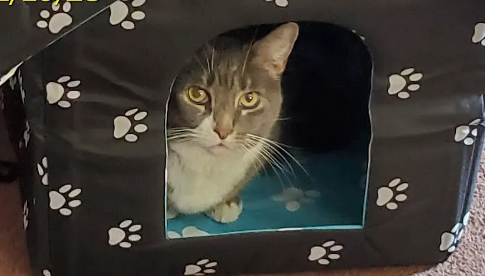 Always Compassionate Veterinary Care 9