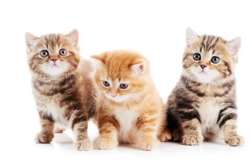 Always Compassionate Veterinary Care 1
