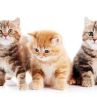 Always Compassionate Veterinary Care ico