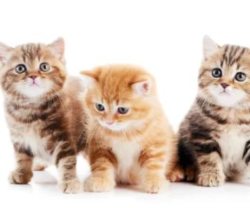 Always Compassionate Veterinary Care