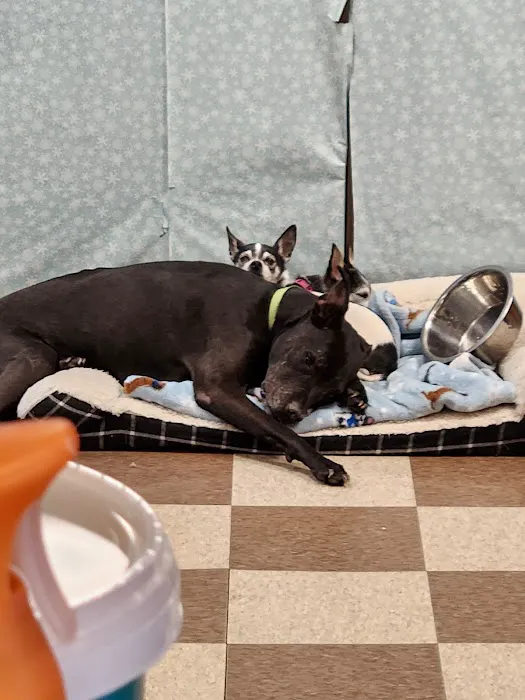 Cheyenne Veterinary Wellness & Surgical Center 5