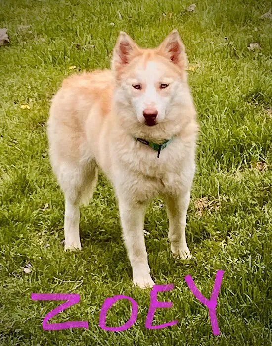 Cheyenne Veterinary Wellness & Surgical Center 8