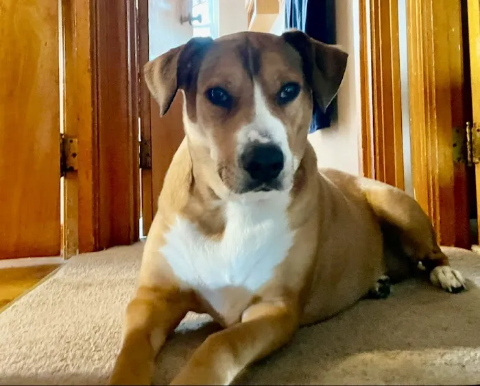 Cheyenne Veterinary Wellness & Surgical Center 1