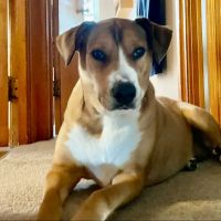 Cheyenne Veterinary Wellness & Surgical Center ico